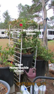 Cape Honeysuckle and Mandevilla blooms