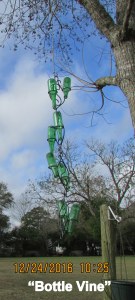 Bottle vine