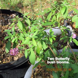 Two blooms on Butterfly bush