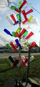 Late afternoon sunshine on bottle tree (2)