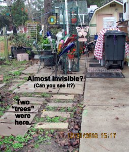 Vacant space where two bottle trees