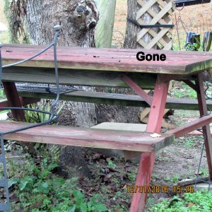 Delphinium planter is gone