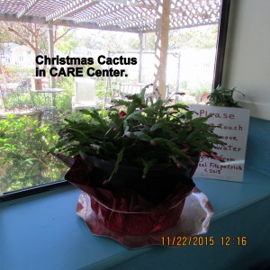 Christmas Cactus in CARE Center