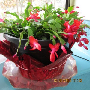 Christmas Cactus in December 2015