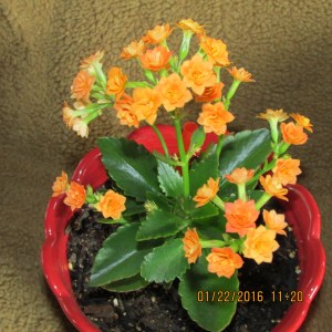 Kalanchoe on Jan 22, 2016