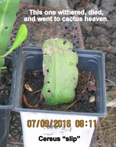 Cereus slip died