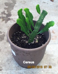 Cereus in early September