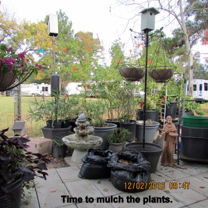 Time to mulch the plants