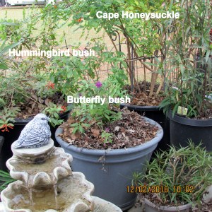 Plants on north side of yard