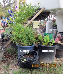 Ginger and Turmeric