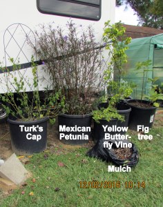 Plants on south side