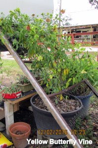 Yellow Butterfly Vine