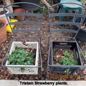 Strawberry plants outdoors