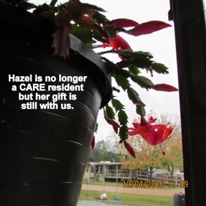 Hazel is gone but not forgotten