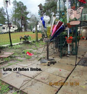 Lots of fallen limbs