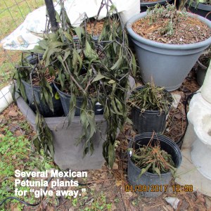 Gift Mexican Petunia