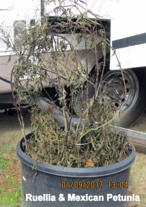 Mexican Petunia and Ruellia