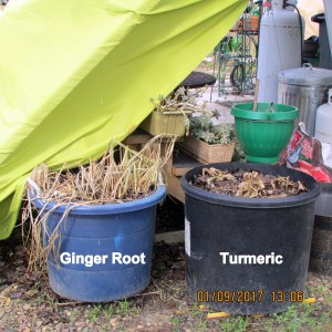 Ginger Root and Turmeric