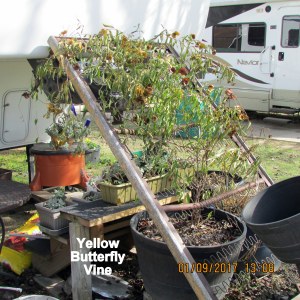 Yellow Butterfly Vine