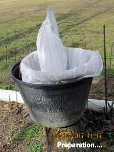 Preparation for Bottle Bush base