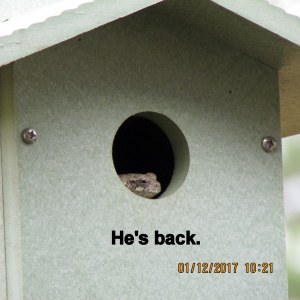 Frog in bird house close up