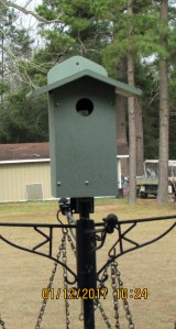 Frog in bird house broad view