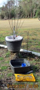 More cement for a Bottle Bush base