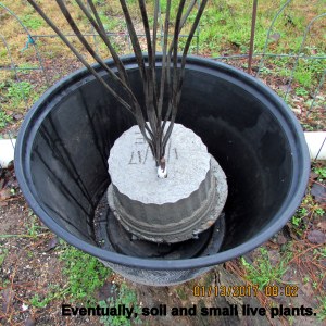 Bush base in planter