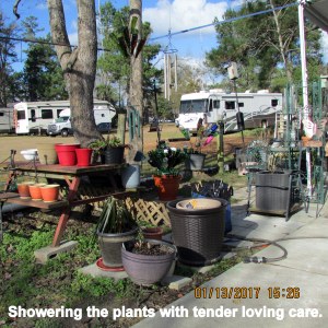 Showering the plants with TLC