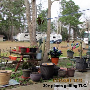 Thirty plus plants getting TLC