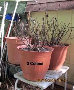 Three coleus plants