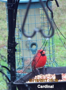 Cardinal