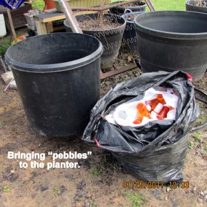 Bringing pebbles to the planter