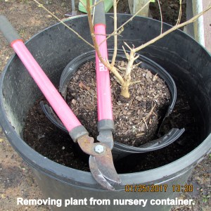 Removing from nursery container