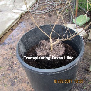 Transplanted Texas Lilac