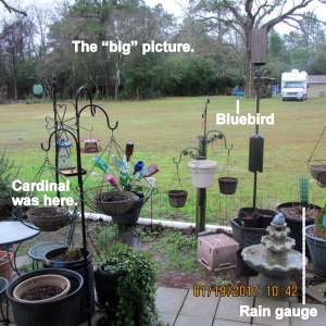 Bird feeders, the big picture