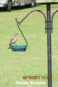 Female Bluebird