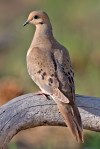 mourning_dove