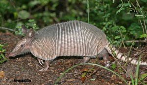 armadillo