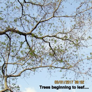 Trees beginning to leaf