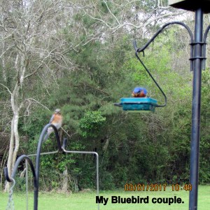 Bluebird couple
