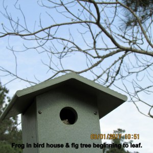 Frog in bird house and fig free beginning to leaf