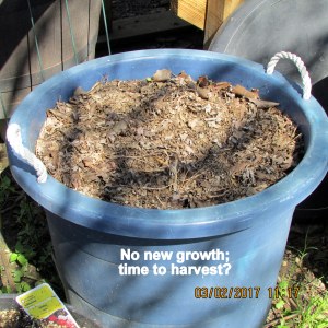 No new growth on Ginger plants