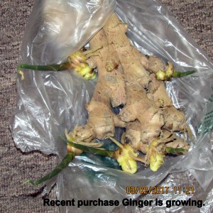 Recent purchase Ginger is growing